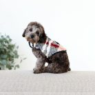 PetVest-CityPlaid_Cream-Image2.jpg